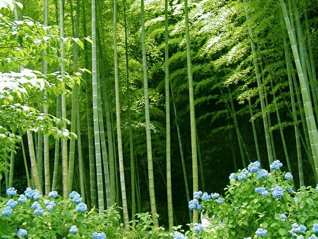 flexible bamboo
